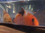 Pictures of the new Koi.
