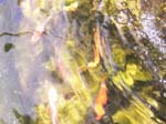 Pictures of the new Koi. -  21 of 30