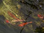Pictures of the new Koi. -  22 of 30