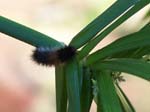 Some macro photos of a caterpillar found around the yard.