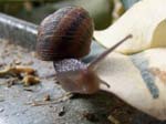 Macro test - Snail