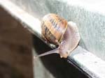 Some macro photos of a snail that I found around the yard.
