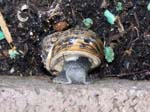 Macro test - Snail