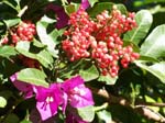 Red Berries and Purple Flowers
