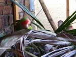 African Lovebird photos - Agapornis Rosecolis -  1 of 48
