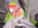 African Lovebird photos - Agapornis Rosecolis -  5 of 48