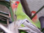 African Lovebird photos - Agapornis Rosecolis -  6 of 48