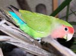 African Lovebird photos - Agapornis Rosecolis -  11 of 48