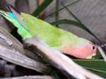African Lovebird photos - Agapornis Rosecolis -  12 of 48