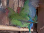 African Lovebird photos - Agapornis Rosecolis -  16 of 48
