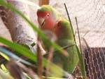 African Lovebird photos - Agapornis Rosecolis -  40 of 48