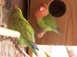 Photos of the Peach Faced African Lovebirds (genus: Agapornis Roseicollis), taken when they were tearing apart one of the fronds from the Palm tree. A couple of mating photos, and some soft-focus shots of the pairs.