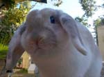 More pictures of Cream, the Dwarf Lop Rabbit -  1 of 90