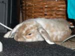 More pictures of Cream, the Dwarf Lop Rabbit -  2 of 90