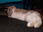 More pictures of Cream, the Dwarf Lop Rabbit -  3 of 90