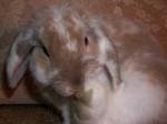 More pictures of Cream, the Dwarf Lop Rabbit -  4 of 90