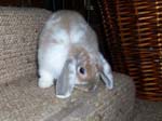 More pictures of Cream, the Dwarf Lop Rabbit -  5 of 90