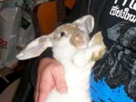 More pictures of Cream, the Dwarf Lop Rabbit -  6 of 90