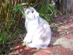 More pictures of Cream, the Dwarf Lop Rabbit -  7 of 90