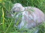 More pictures of Cream, the Dwarf Lop Rabbit -  10 of 90