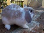 More pictures of Cream, the Dwarf Lop Rabbit -  12 of 90