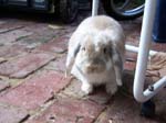 More pictures of Cream, the Dwarf Lop Rabbit -  13 of 90