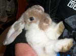 More pictures of Cream, the Dwarf Lop Rabbit -  15 of 90
