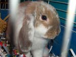 More pictures of Cream, the Dwarf Lop Rabbit -  18 of 90