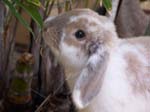 More pictures of Cream, the Dwarf Lop Rabbit -  19 of 90