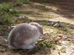 More pictures of Cream, the Dwarf Lop Rabbit -  20 of 90