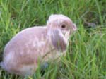 More pictures of Cream, the Dwarf Lop Rabbit -  21 of 90