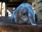 More pictures of Cream, the Dwarf Lop Rabbit -  22 of 90