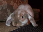 More pictures of Cream, the Dwarf Lop Rabbit -  23 of 90