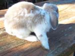 More pictures of Cream, the Dwarf Lop Rabbit -  24 of 90