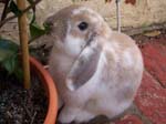 More pictures of Cream, the Dwarf Lop Rabbit -  26 of 90
