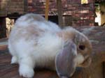 More pictures of Cream, the Dwarf Lop Rabbit -  28 of 90