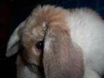 More pictures of Cream, the Dwarf Lop Rabbit -  29 of 90