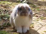 More pictures of Cream, the Dwarf Lop Rabbit -  32 of 90