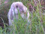 More pictures of Cream, the Dwarf Lop Rabbit -  33 of 90