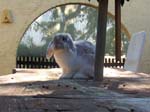More pictures of Cream, the Dwarf Lop Rabbit -  34 of 90