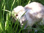 More pictures of Cream, the Dwarf Lop Rabbit -  36 of 90