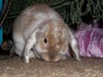 More pictures of Cream, the Dwarf Lop Rabbit -  38 of 90