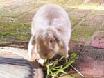 More pictures of Cream, the Dwarf Lop Rabbit -  39 of 90