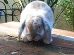 More pictures of Cream, the Dwarf Lop Rabbit -  40 of 90