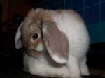 More pictures of Cream, the Dwarf Lop Rabbit -  42 of 90