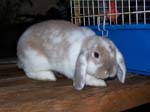 More pictures of Cream, the Dwarf Lop Rabbit -  43 of 90