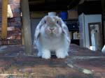 More pictures of Cream, the Dwarf Lop Rabbit -  46 of 90