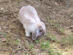 More pictures of Cream, the Dwarf Lop Rabbit -  47 of 90