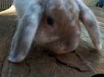 More pictures of Cream, the Dwarf Lop Rabbit -  51 of 90