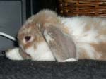 More pictures of Cream, the Dwarf Lop Rabbit -  55 of 90